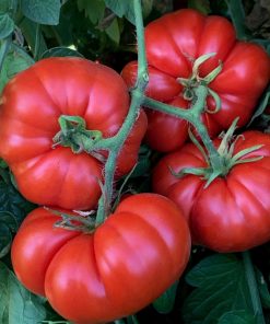 Tomato Marmande