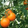 tomato-orange-queen