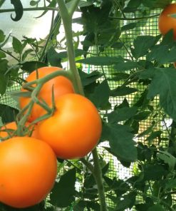 tomato-orange-queen