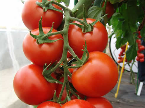 Tomato Pedro F1