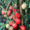 Tomato Pink Thai Egg