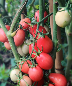 Tomato Pink Thai Egg
