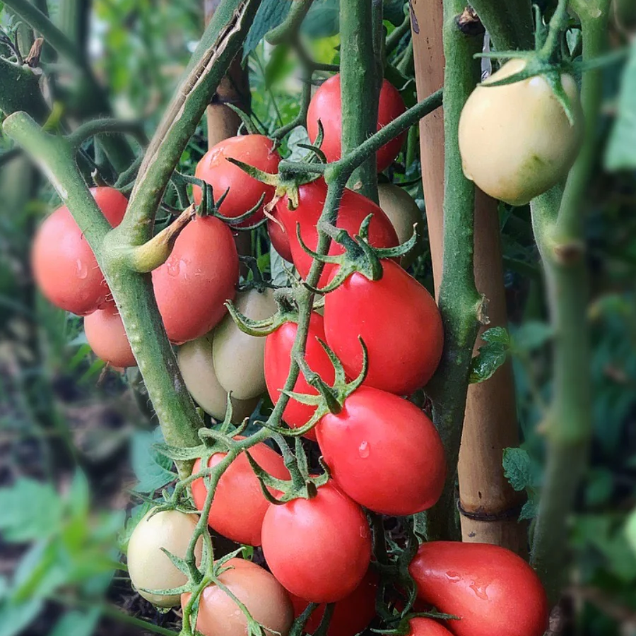 Tomato Pink Thai Egg