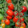 Tomato Roma