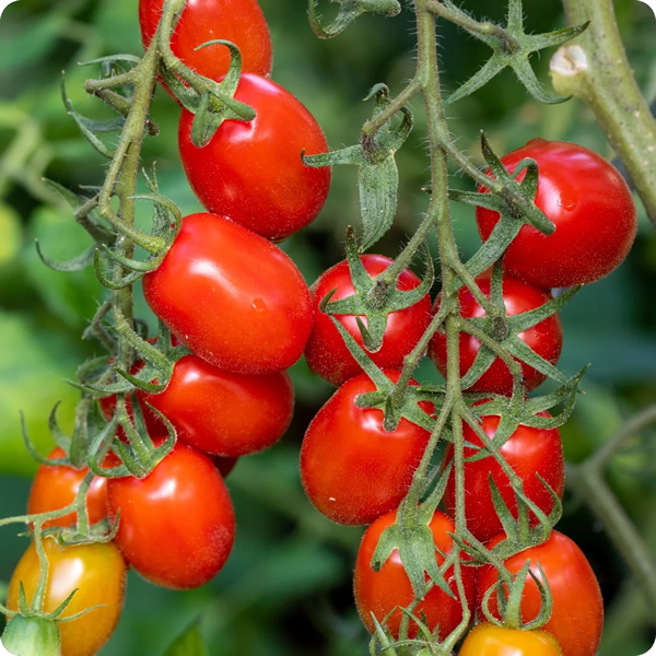 Tomato Roma