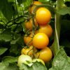 Tomato Romus
