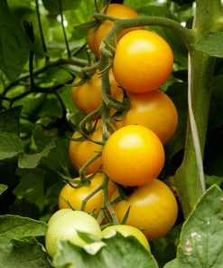 Tomato Romus