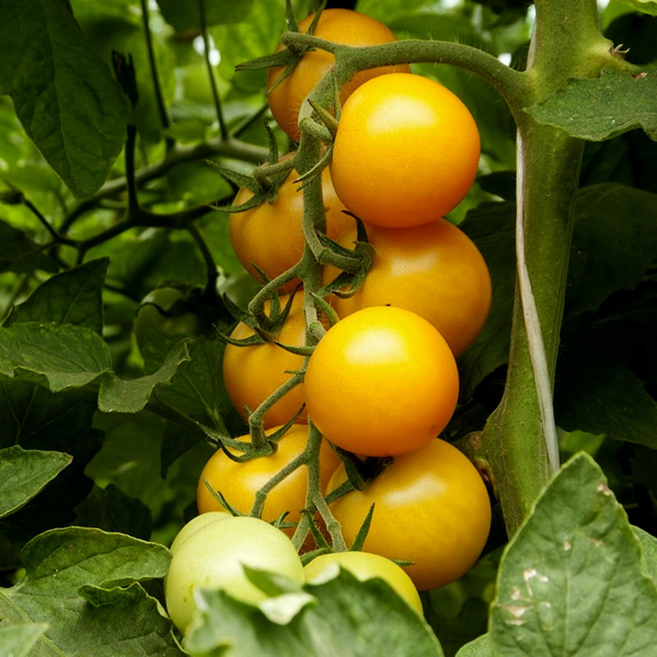 Tomato Romus