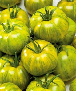Tomato Smarald