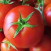 tomato-sultan-h