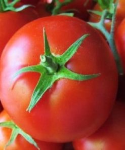tomato-sultan-h
