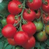 Tomato Tolstoi F1