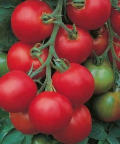 Tomato Tolstoi F1