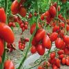 Tomato Torquay H