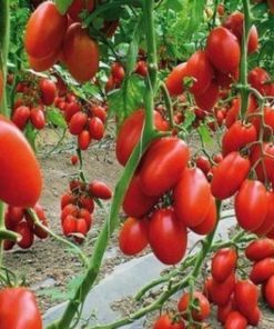 Tomato Torquay H