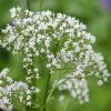 Valerian Velerian