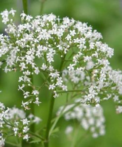 Valerian Velerian