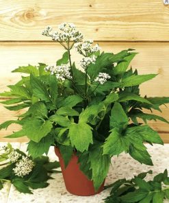 Alternative view of Valerian Velerian