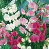 Sweet Pea Perennial
