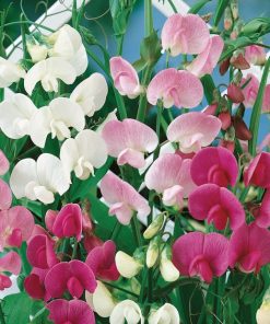 Sweet Pea Perennial