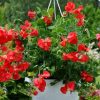 sweet-pea-villa-roma-red