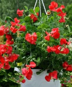 sweet-pea-villa-roma-red