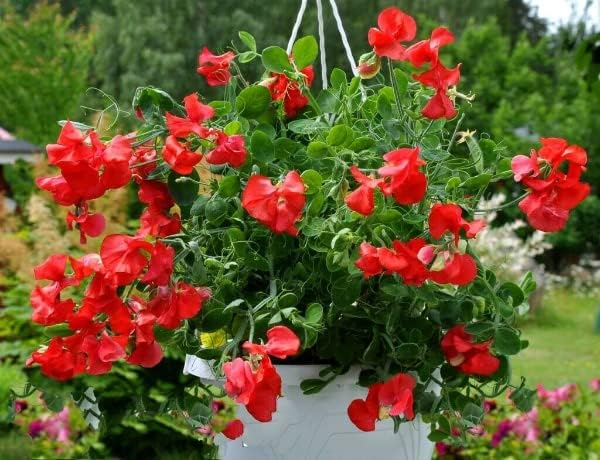 sweet-pea-villa-roma-red