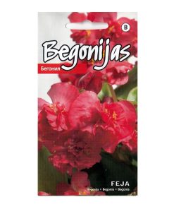 Wax Begonia Feja Seeds 15s - Image 2