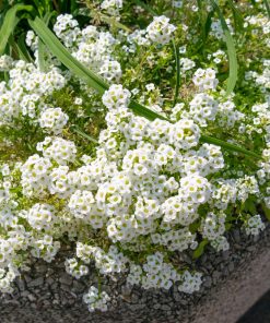 white-alyssum-snow-rug
