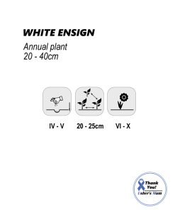 Alternative view of Convolvulus White Ensign2g