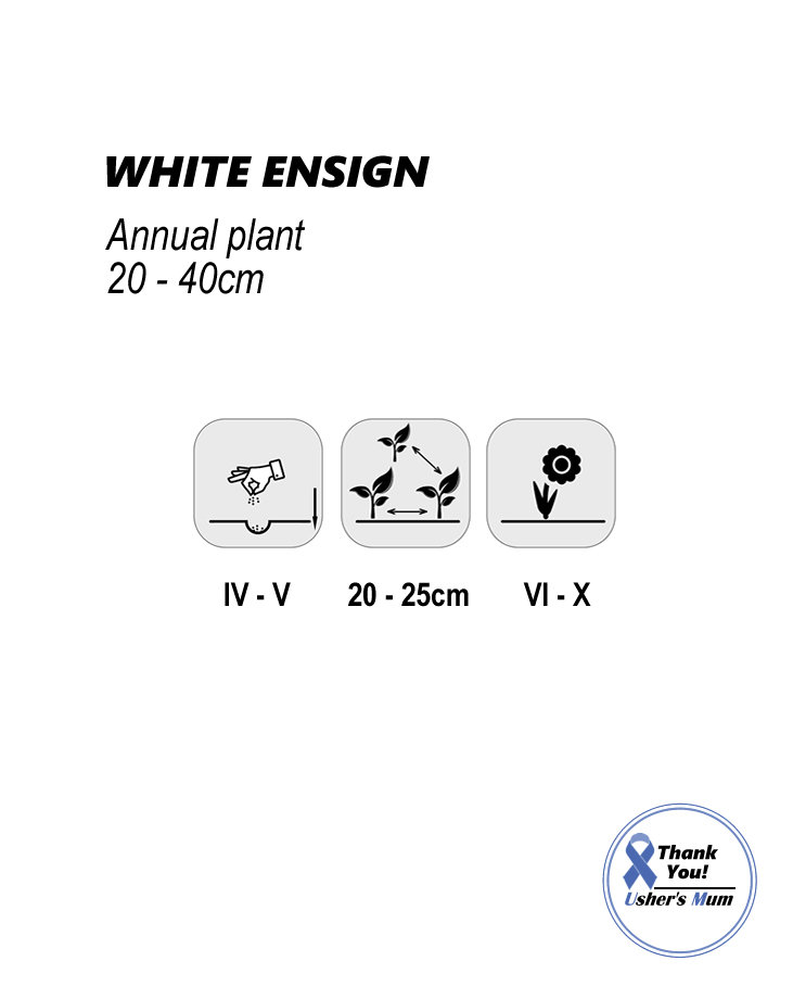 Convolvulus White Ensign 2g - Image 2