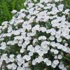 white-ensign