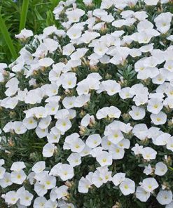 white-ensign