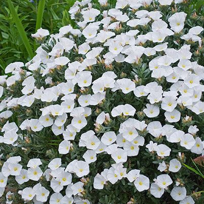 White Ensign