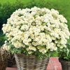 Chrysanthemum Summer Chrysanthemum White Stars