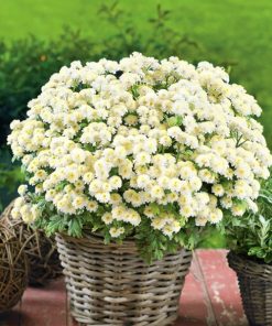 Chrysanthemum Summer Chrysanthemum White Stars