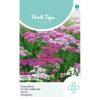 HT Achillea Yarrow seeds Cerise Queen 0.08g