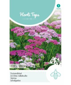 HT Achillea Yarrow seeds Cerise Queen 0.08g