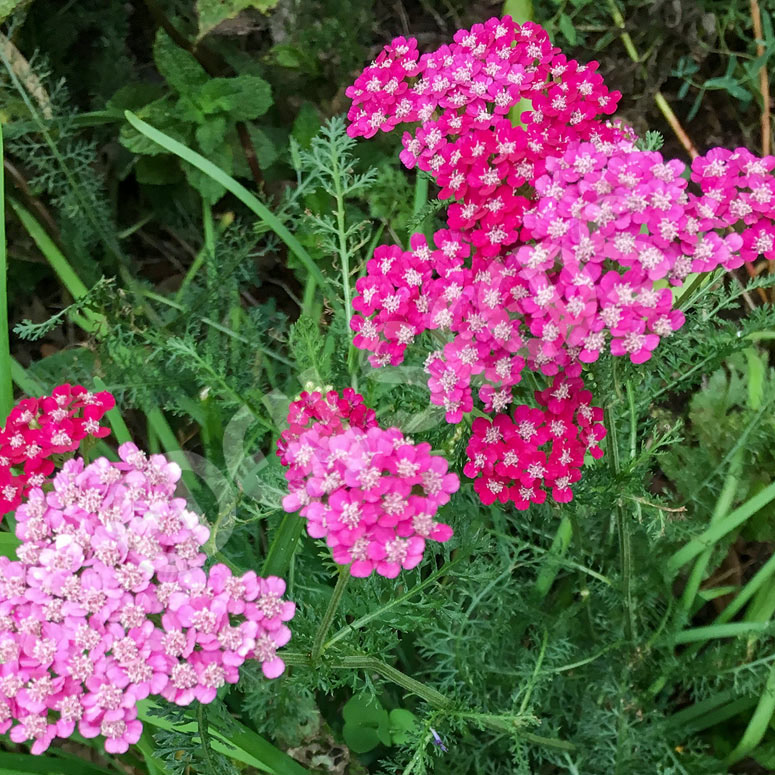 HT Achillea Yarrow seeds Cerise Queen 0.08g - Image 2