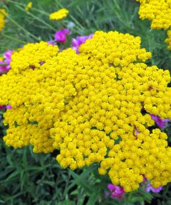 Alternative view of HT Achillea Yarrow seeds Cloth Of Gold 0.25g