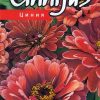 Zinnia Bordeaux