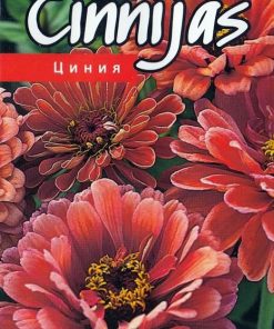 Zinnia Bordeaux