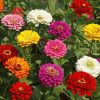 zinnia-choice