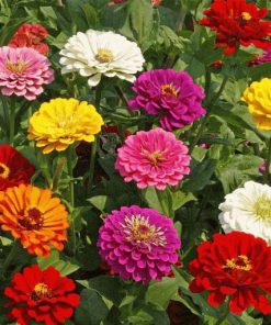 zinnia-choice
