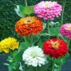 Zinnia Dahlia-flowered mixed