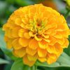 Zinnia Dahlia Flowered Golden State 1g