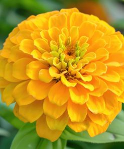 Zinnia Dahlia Flowered Golden State 1g