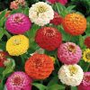 Zinnia seeds Liliput Formula 1g