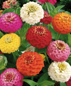 Zinnia seeds Liliput Formula 1g
