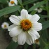 Mexican Zinnia White Seeds